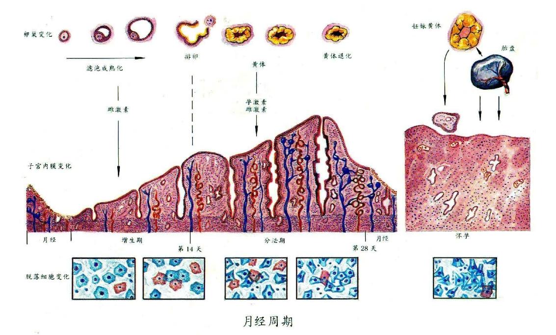女性妇科疾病的10个征兆,妇科检查发现病变什么意思