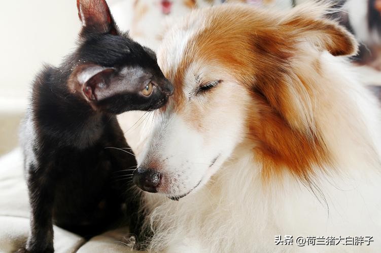 哪些不同宠物不可以同时养,饲养宠物最好不要与它们同吃同睡