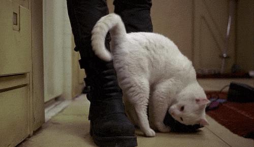 救命！猫咪太黏我了怎么办？