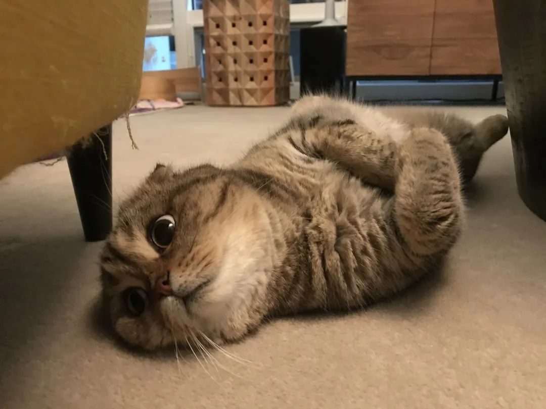 胺肾对三期肾衰猫咪有效果吗,猫咪尿闭引起肾衰怎么治疗