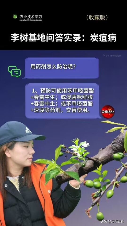 李子炭疽病,李子炭疽病的叶子是什么样的