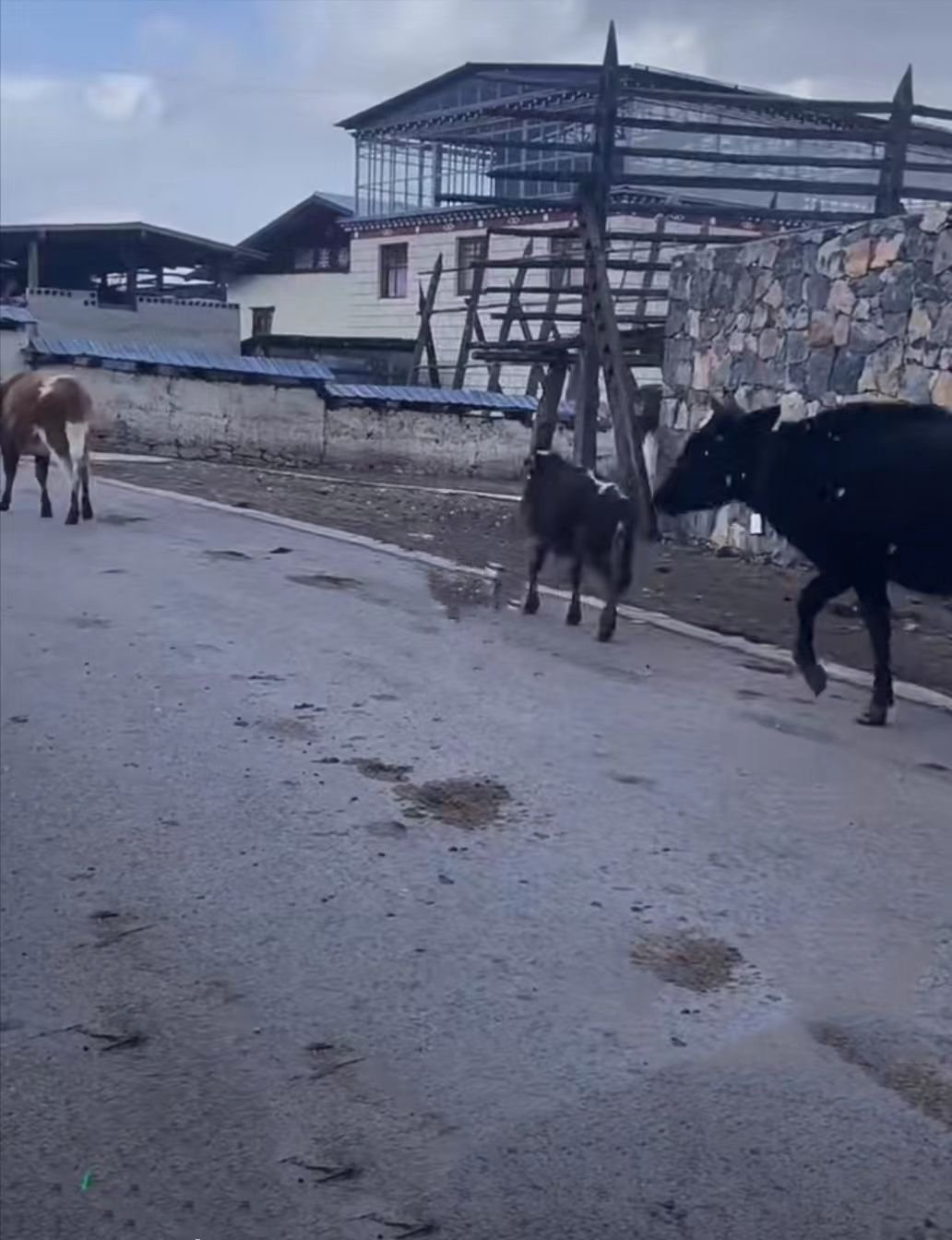 裸辞去了丽江和香格里拉,裸辞香格里拉