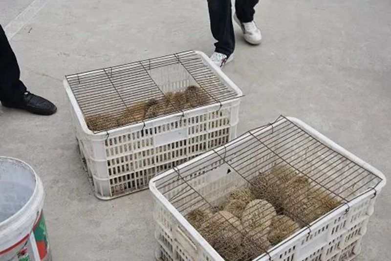 一晚上抓71只刺猬！山东一对夫妻被抓！为保护动物，每只200元
