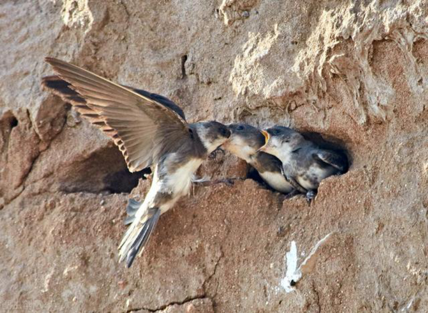 无脚鸟飞走,无脚雨燕如何繁殖