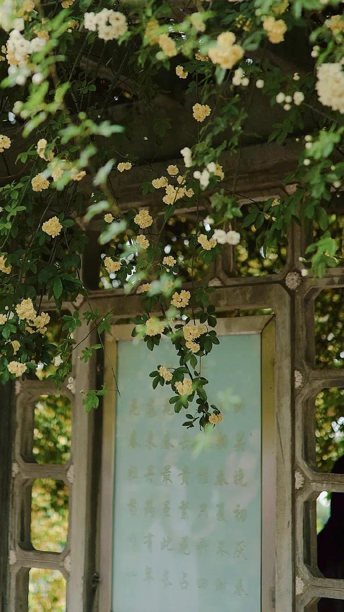 黄色碎花壁纸,白色郁金香花田壁纸