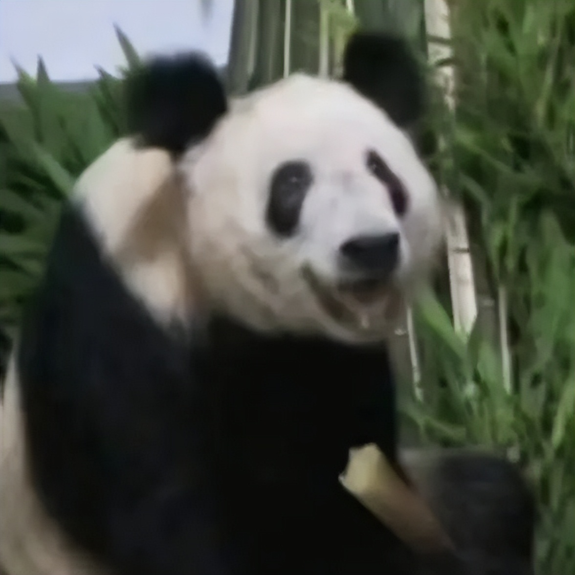 北京动物园有大熊猫丫丫吗,大熊猫丫丫送到动物园的视频