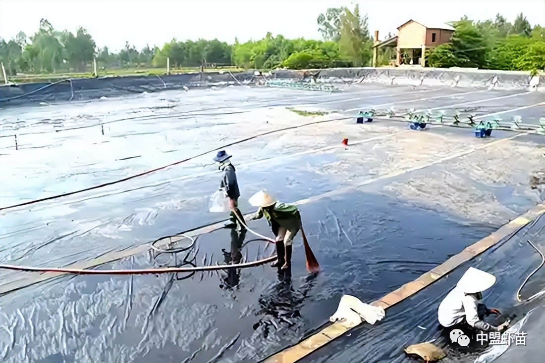 这种虾病，对虾产业产生深远影响！养殖大神揭露该病的今生前世！