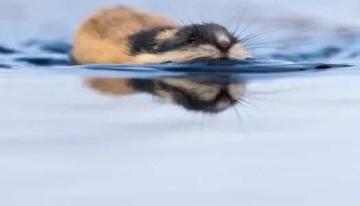 被人赶下悬崖的旅鼠，人为制造的旅鼠自杀事件