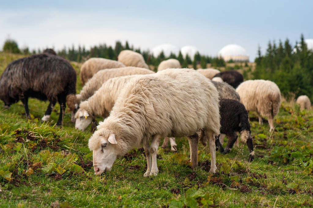 农村养羊的100个道理,养羊学到了什么道理