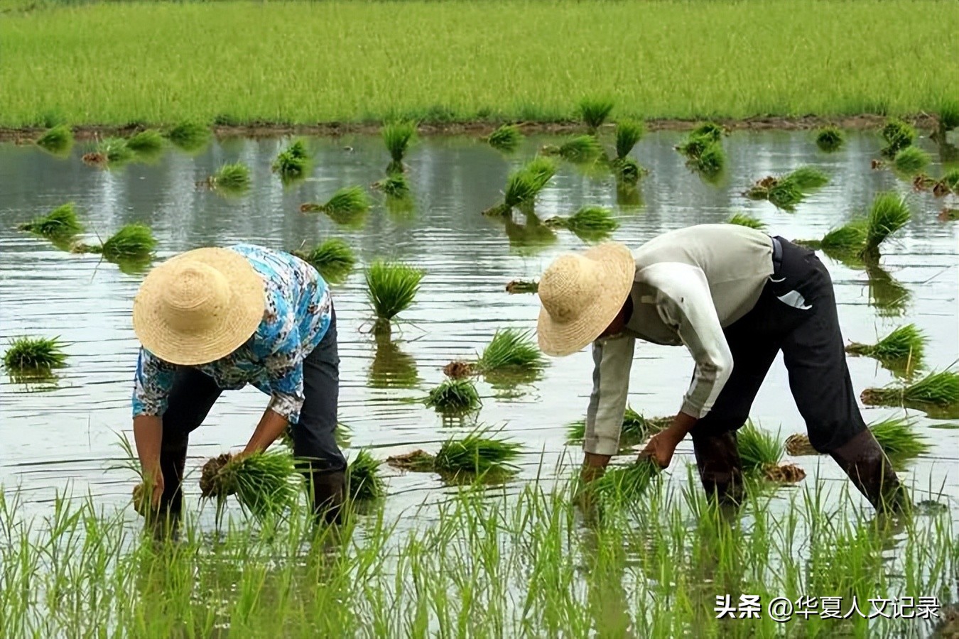 藏野声II清水沟畔刘奶奶（小说连载之二）