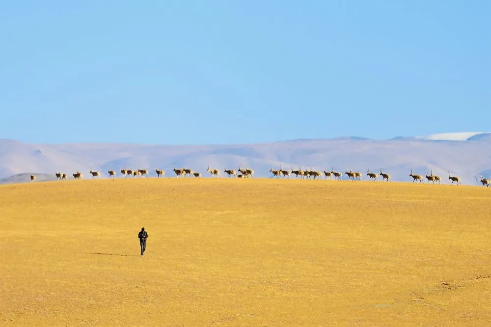 阿里去哪儿,阿里去哪里旅游最好