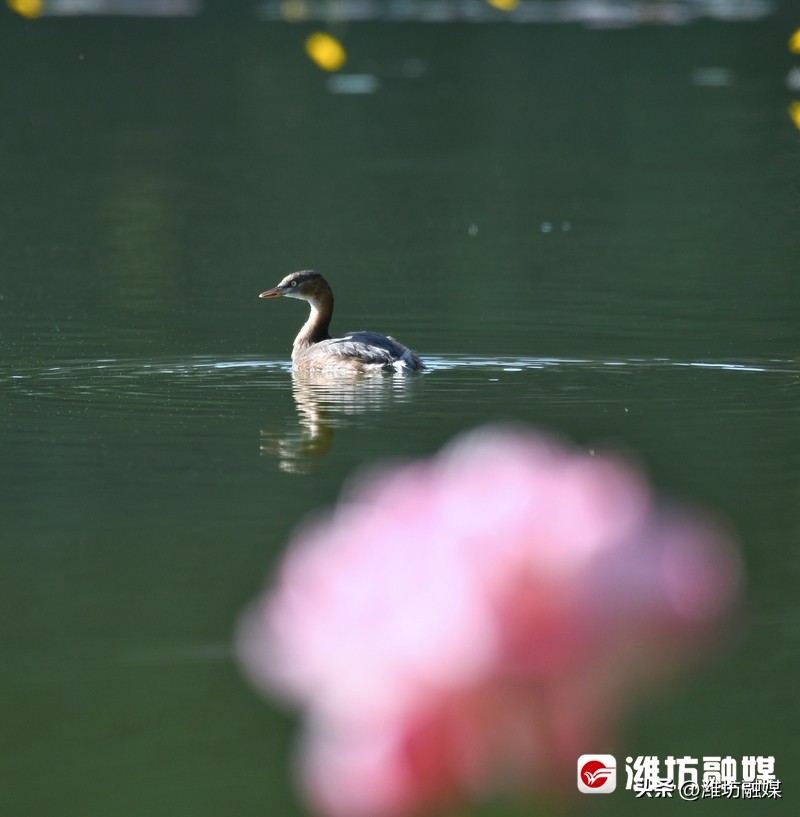 追鸟|隐藏在鸟中的“功夫高手”