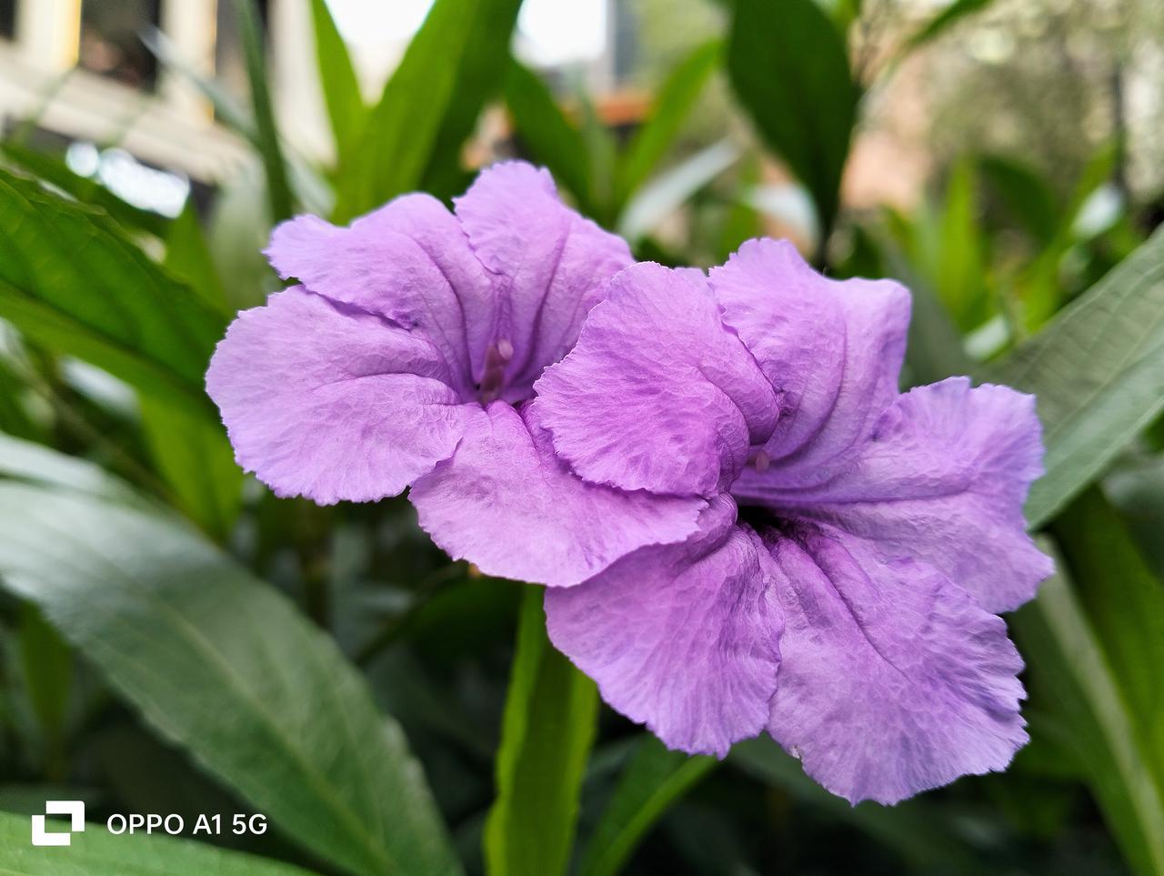 千元机高性价比手机oppoa1,新款oppoa1手机值得入手吗