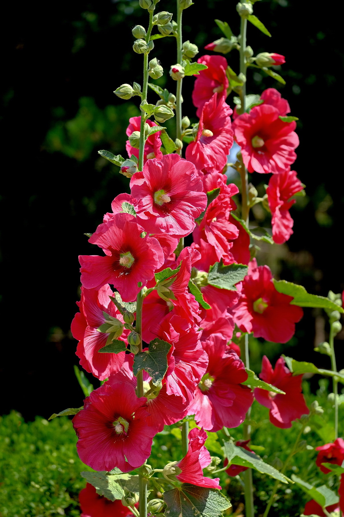 视觉盛宴五种赏花名花供您选择,春天十种最美的花介绍
