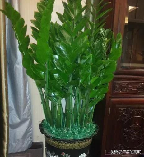 家门前种这6种树旺宅,门前种三种树旺宅招财