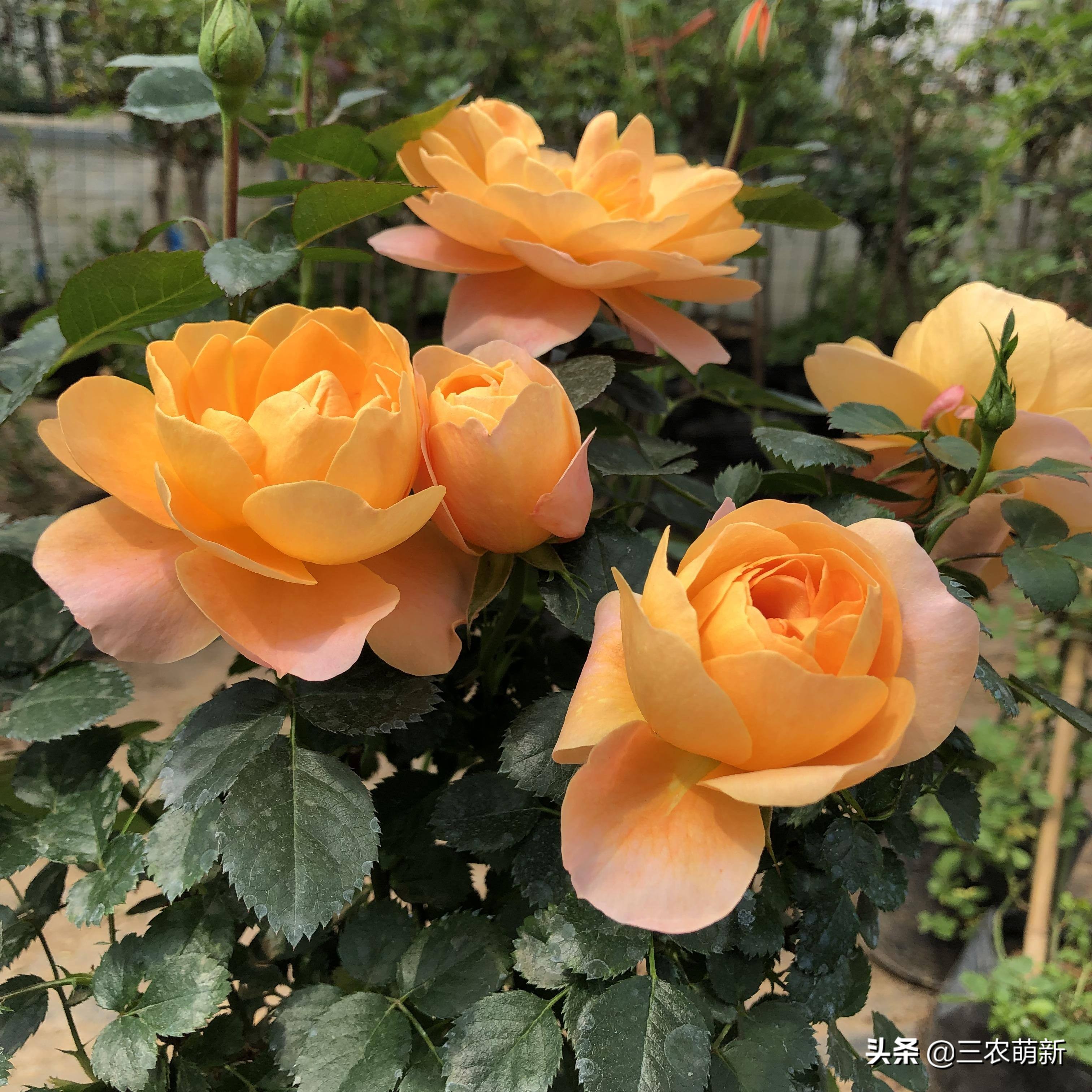 带你认识十种月季,介绍各种月季花的特点