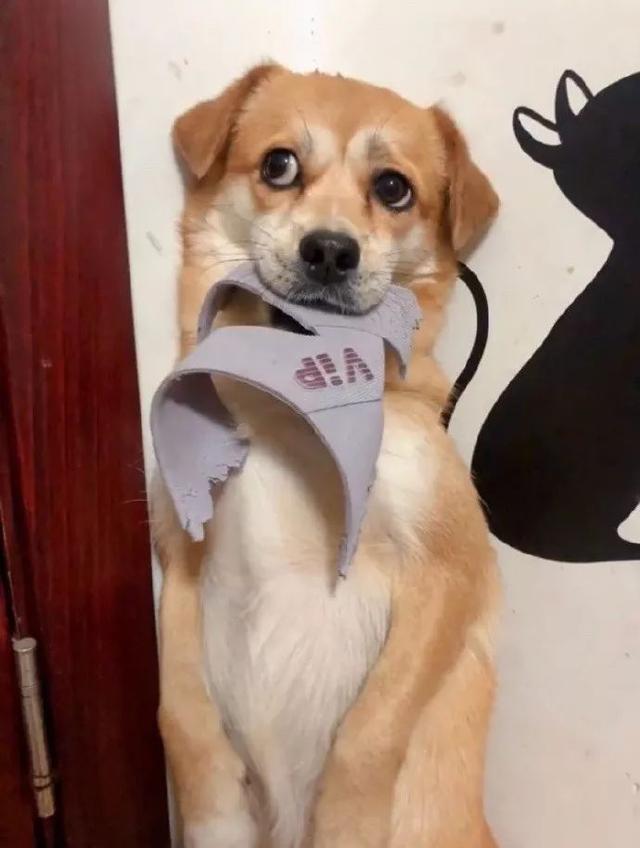 狗狗的6个坏习惯一定要及时纠正,哪种狗狗最可爱而且好养聪明