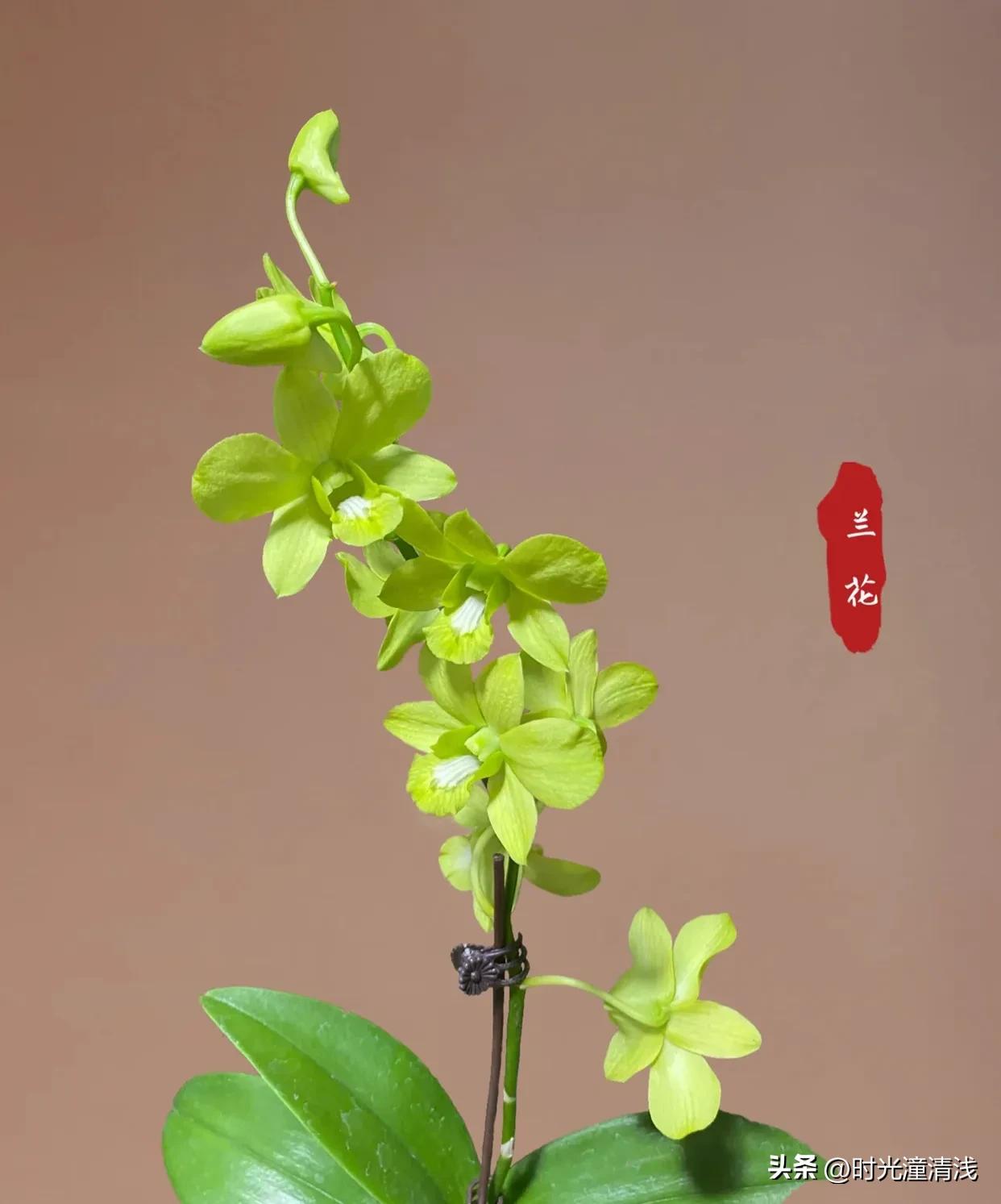 花中四君子之一兰花,兰花花草欣赏