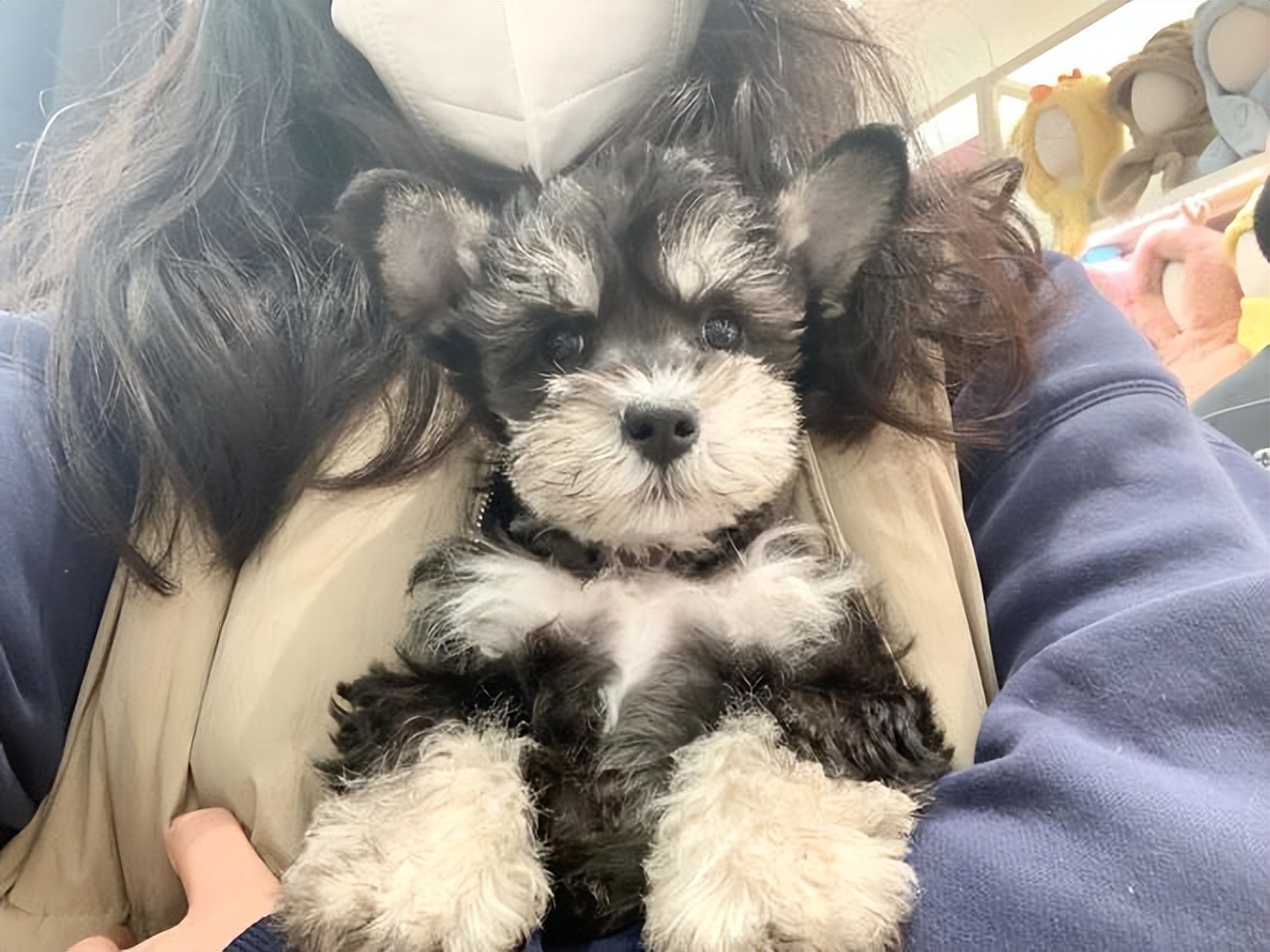 为什么雪纳瑞容易得皮肤病,为什么雪纳瑞越打越凶