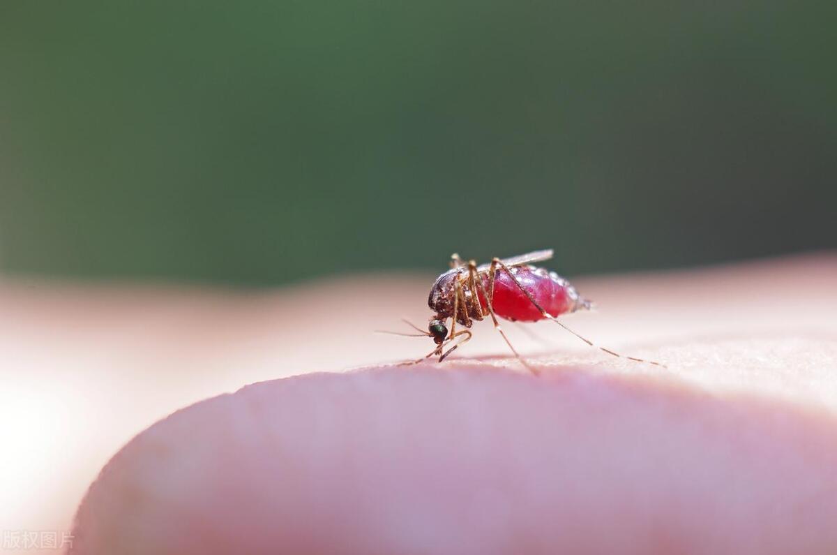 怎么迅速找到屋里的蚊子,小妙招快速找到房间蚊子