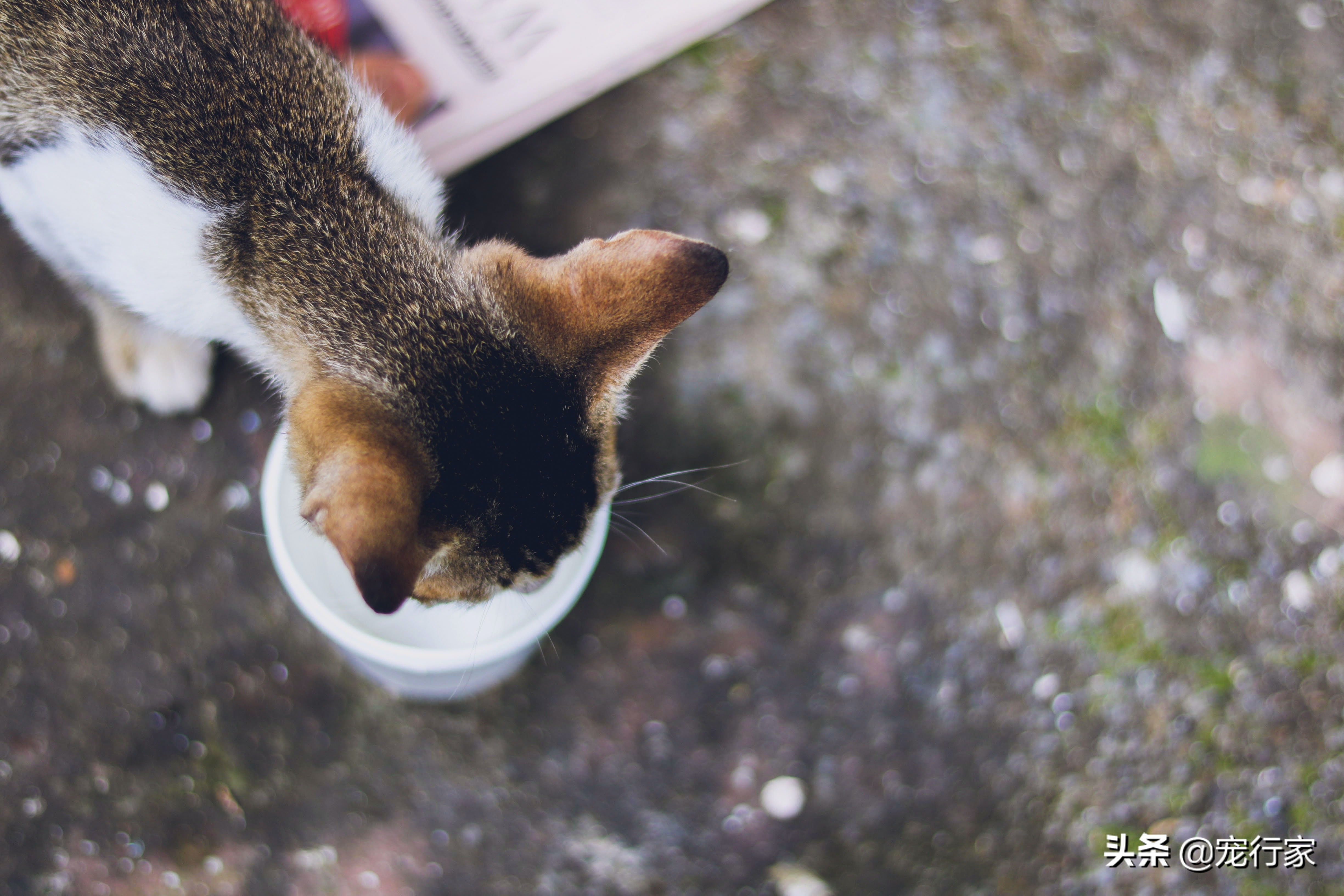 买的猫罐头猫不吃怎么办,买的罐头猫不爱吃怎么办