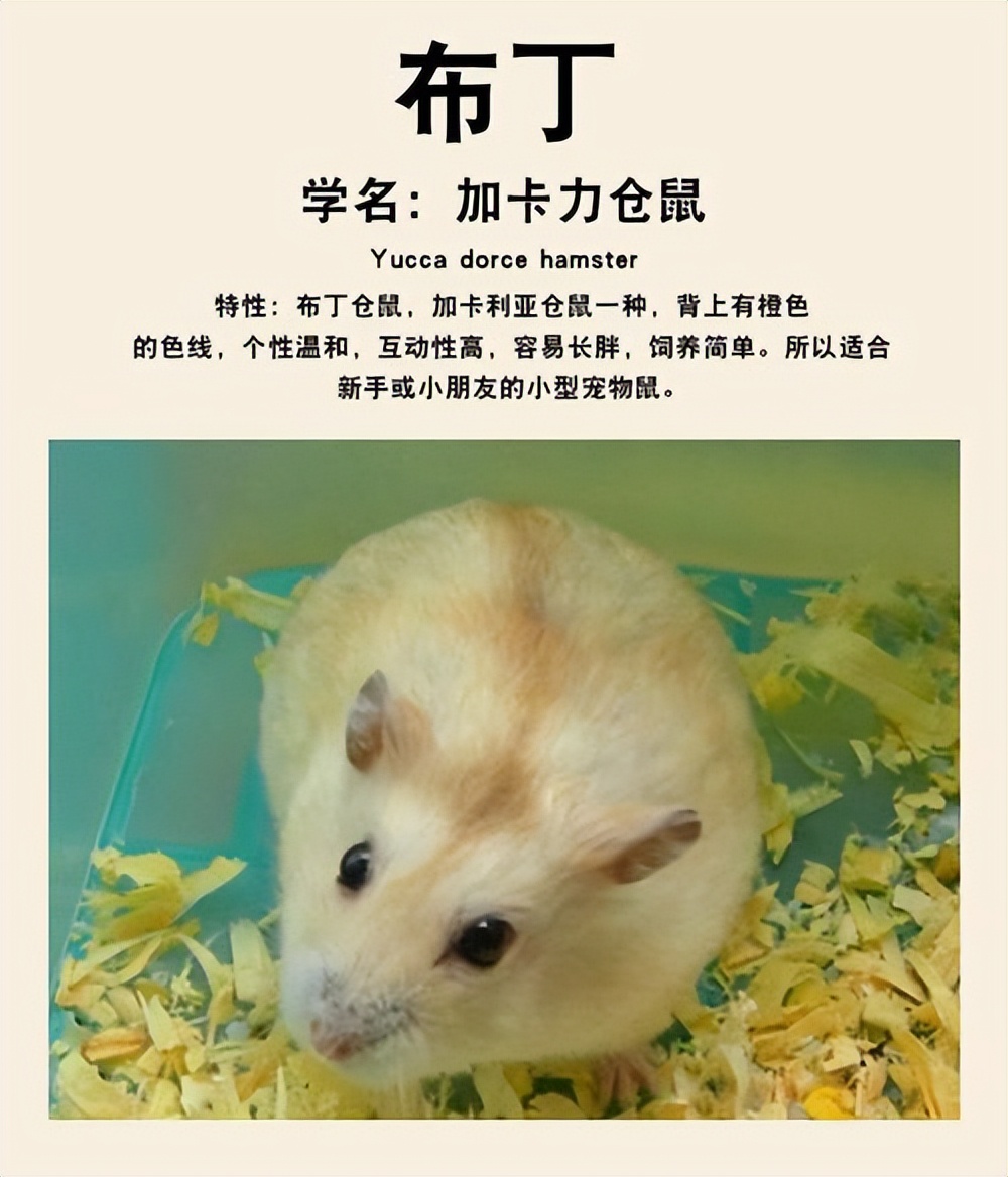 米熊仓鼠新手好养吗,新手怎么养仓鼠教程