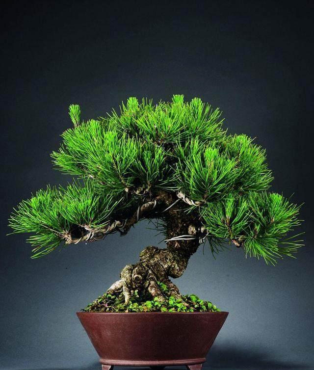 盆景造型类型有哪些,盆景造型种类