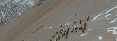 金丝野牦牛是几级保护动物,野牦牛属于国家几级保护动物