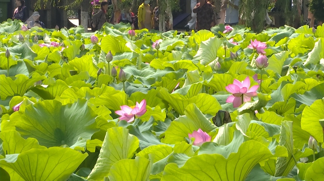 云南昆明热门的夏天避暑活动合集,昆明热门的夏天避暑位置