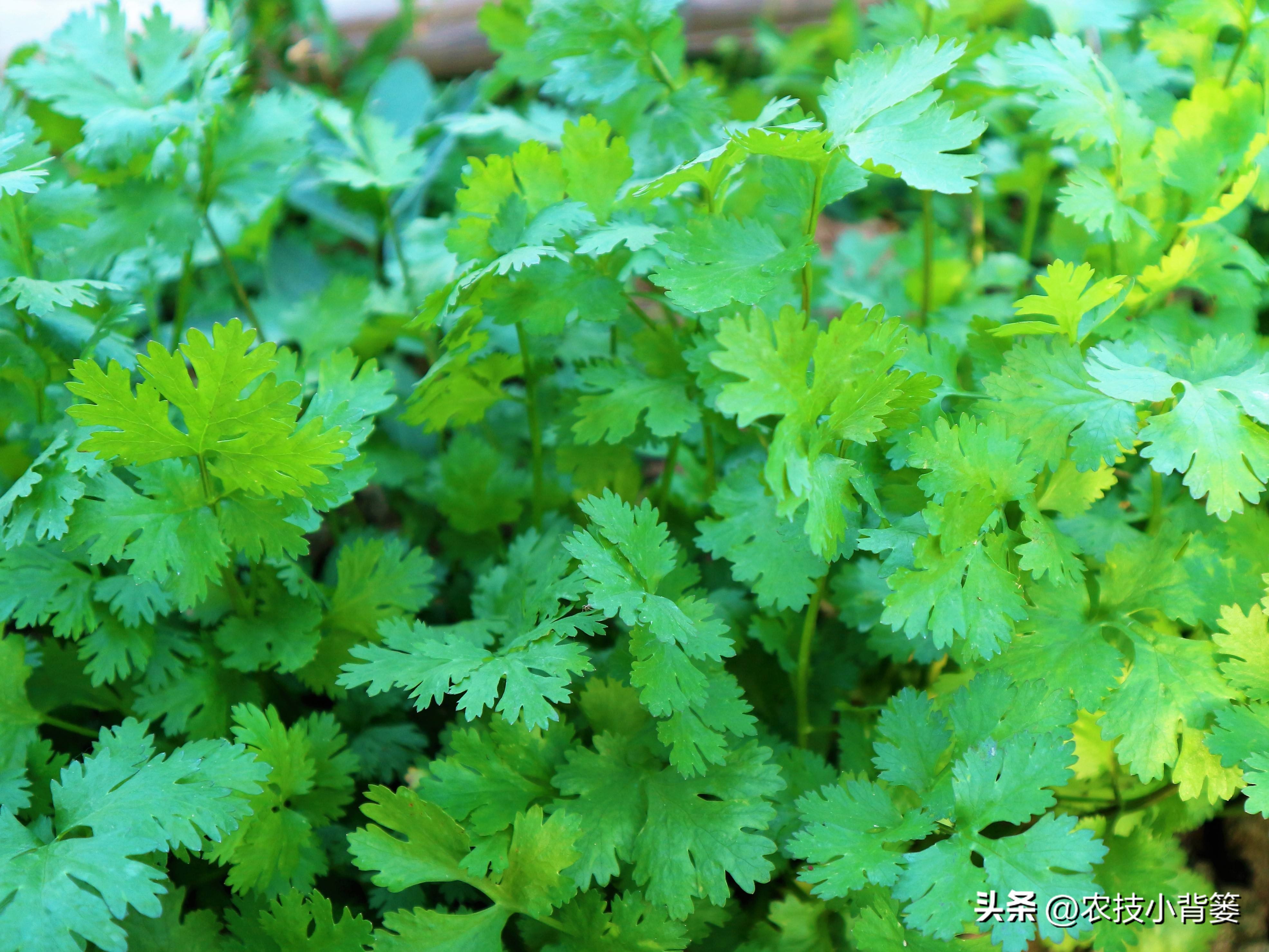 香菜怎样种植出苗快产量高,秋季大棚种植香菜技术