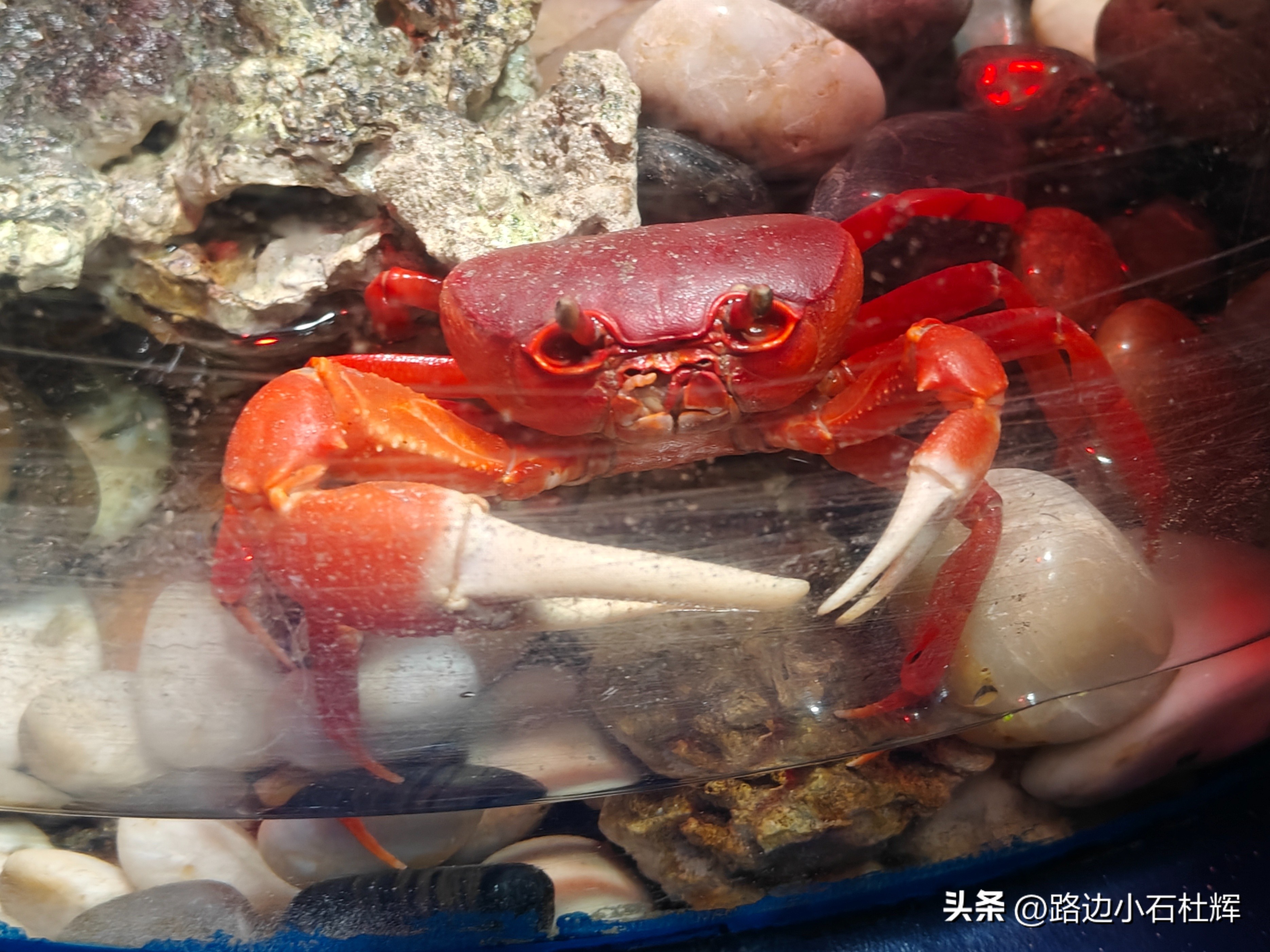 北京富国海底世界海洋水族馆,北京海洋馆和工体海洋世界