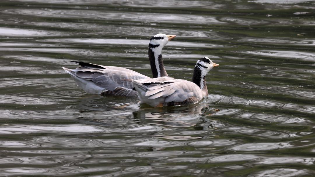 走进动物园首先看到什么,走进动物园亲近大自然