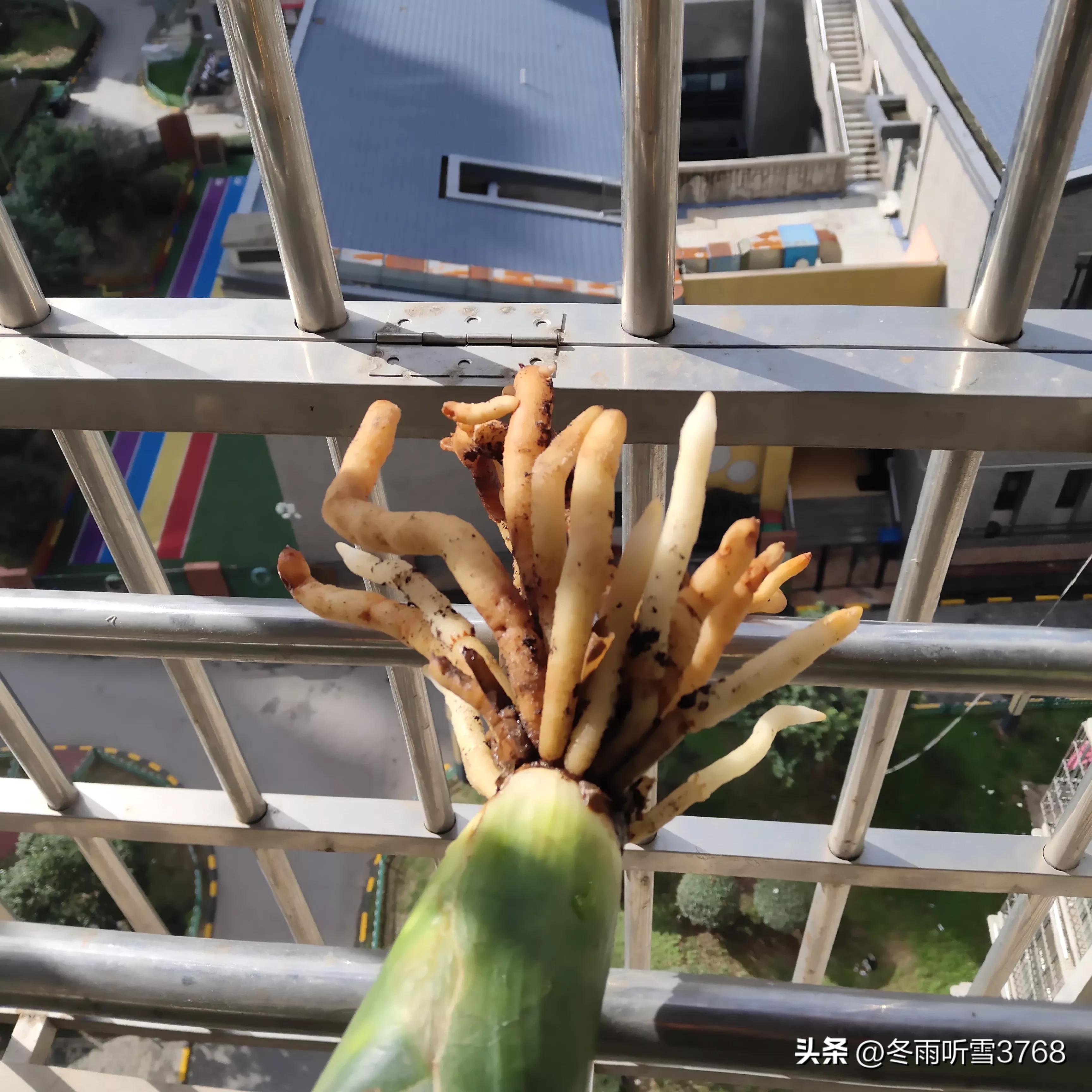 君子兰秋季换盆的最佳时间,现在是秋季君子兰换盆可以吗