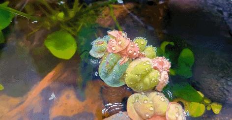 在卧室造一片弱肉强食的危险雨林，会打雷还真的会下雨