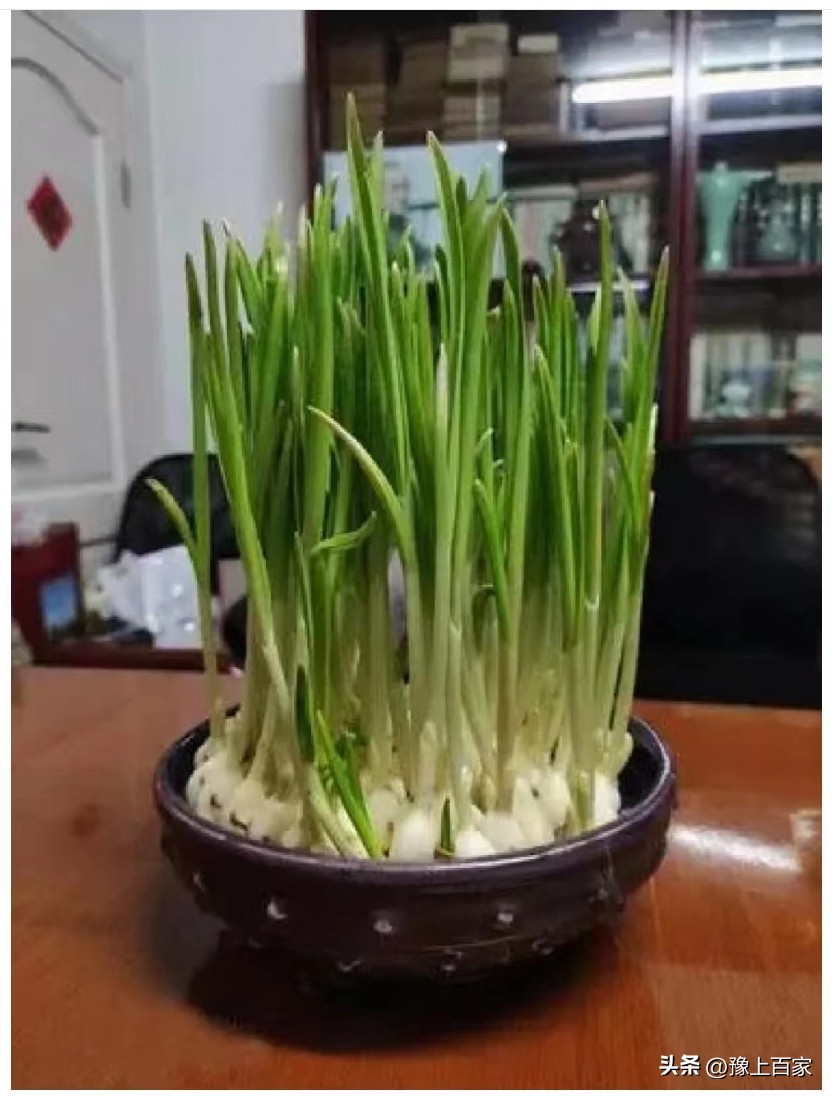 独头大蒜和普通大蒜的区别,脖子上套大蒜有什么科学依据吗