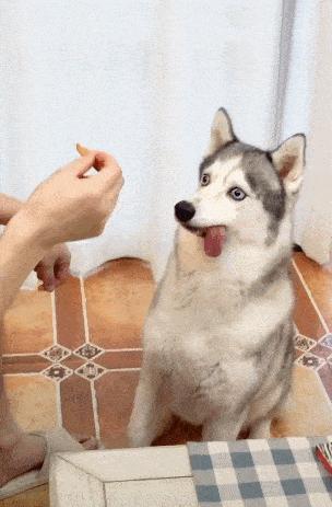 什么狗最真诚最好养,一生必养的7种狗