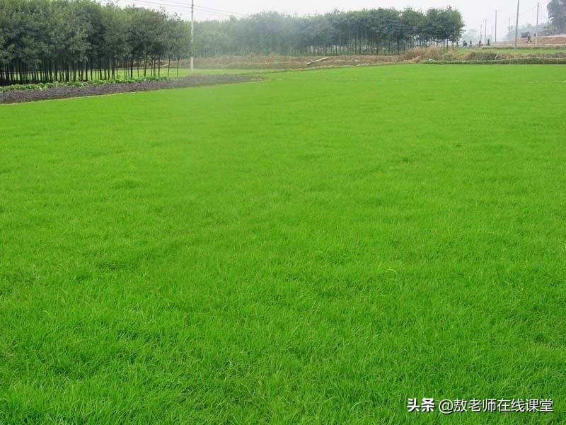 景观园林设计草坪作用,草坪景观设计原则