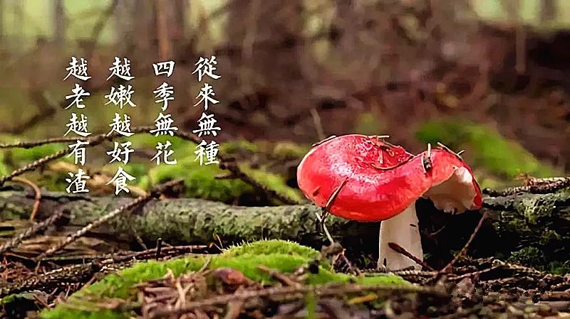 云南红菇好吃吗,云南山野红菇