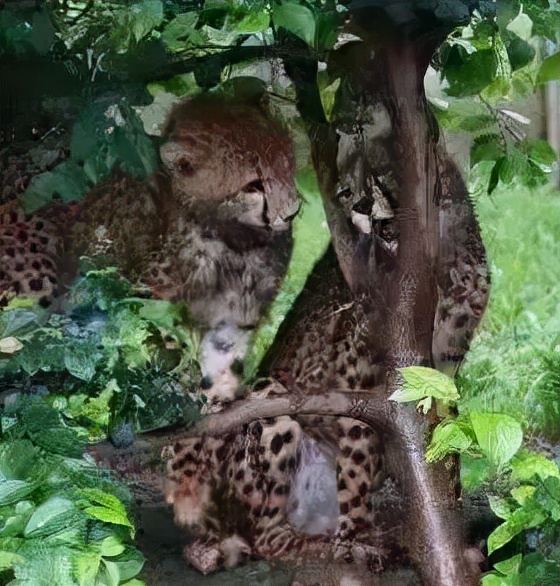 别人家的猫是液体还是固体,猫都是水做的