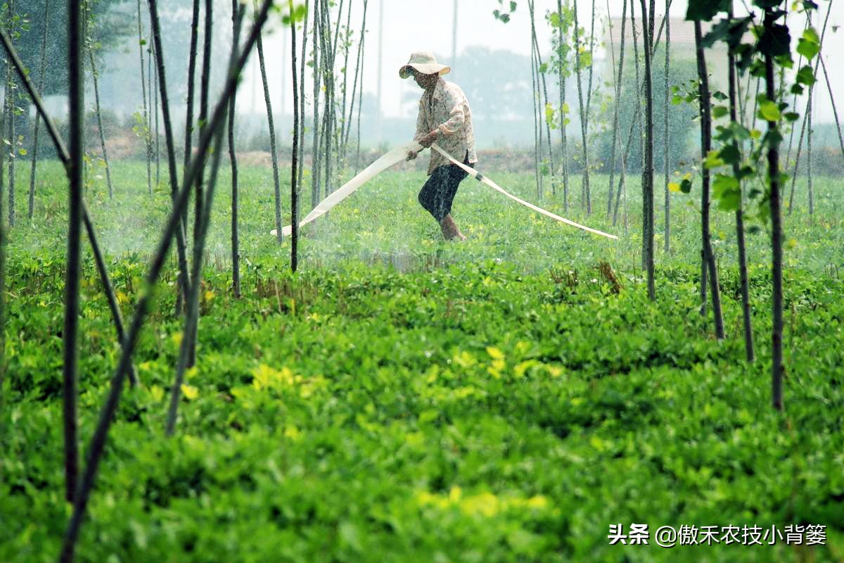花生种植巧浇水，既能促根壮苗棵，又能促进开花结荚多收花生果