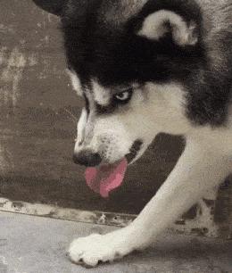 路上遇到恶犬咬自家狗怎么办,遛狗遇到凶狗咬自己的狗怎么办