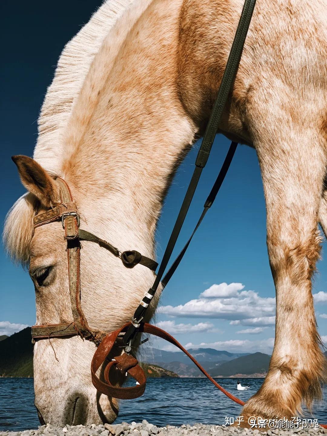 iphone12相机美颜怎么开,iphonex相机最佳设置