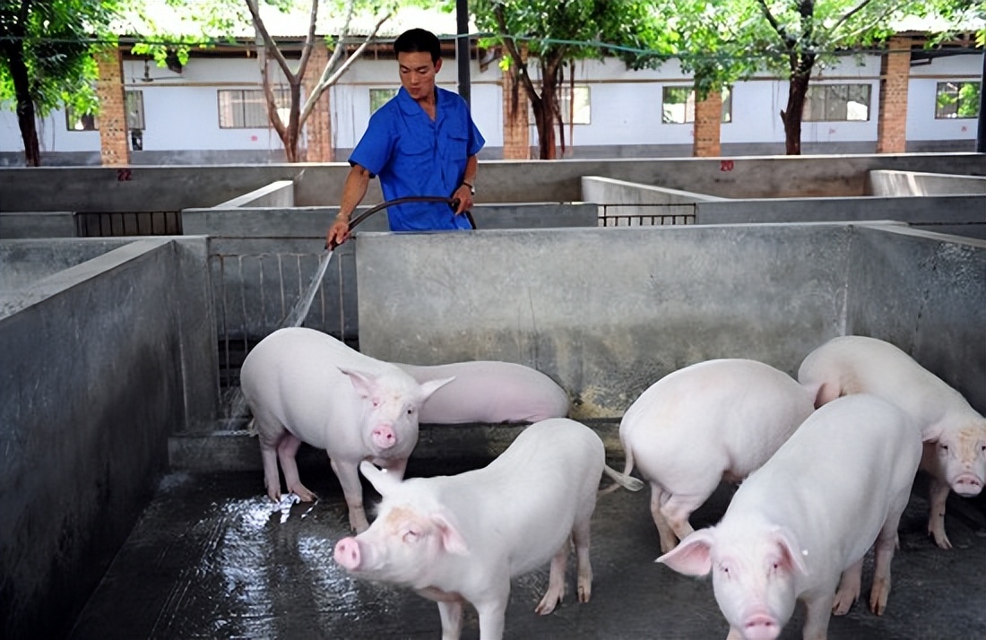 猪舍防暑降温的最佳方法,冬季养猪场怎么通风与保暖