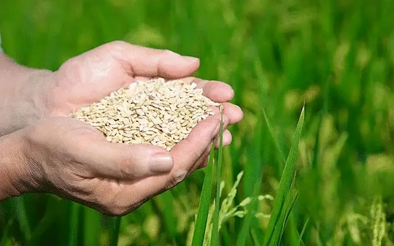 最近几天有什么物价在上涨,这一轮物价上涨如何应对