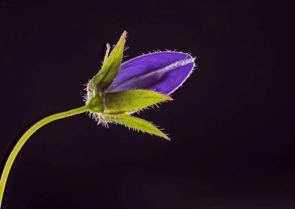 春夏之交，越来越多的花含苞欲放，这一百种娇媚蓓蕾真是美不胜收
