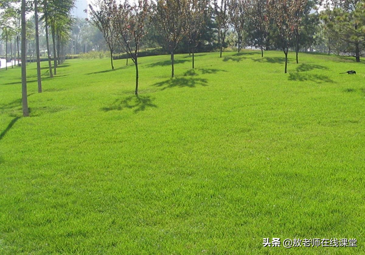 草坪园林景观设计,园林景观和草坪景观区别