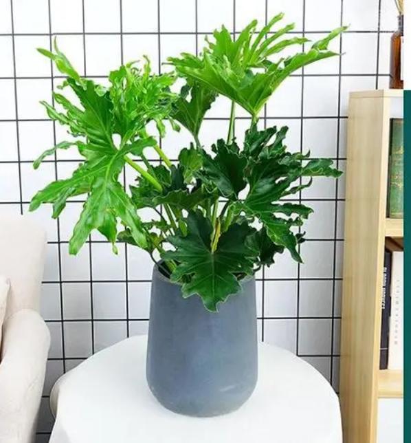 卧室养什么绿植能产生负氧离子,家里放多少绿植负氧离子多