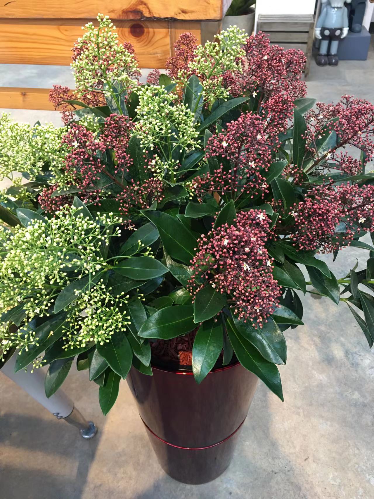 成都春天花卉市场哪里最便宜,成都温江区最便宜的花卉市场