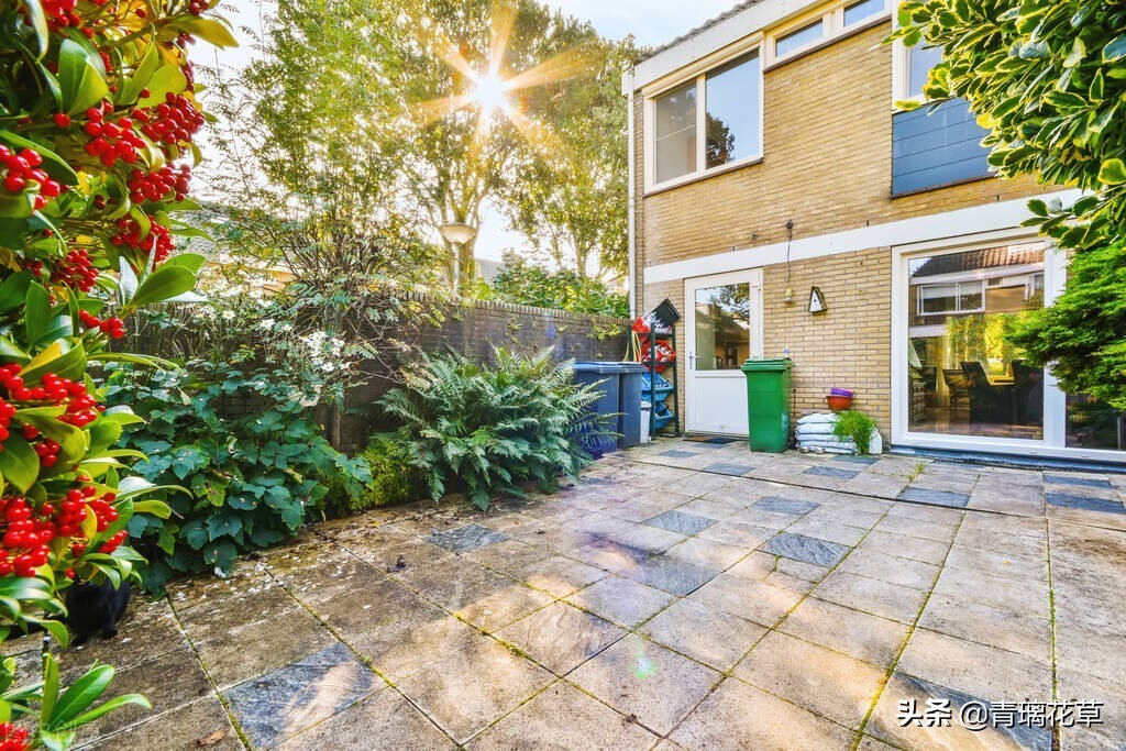 如果有了自己的院子你会种什么,如果有个院子会种什么果树