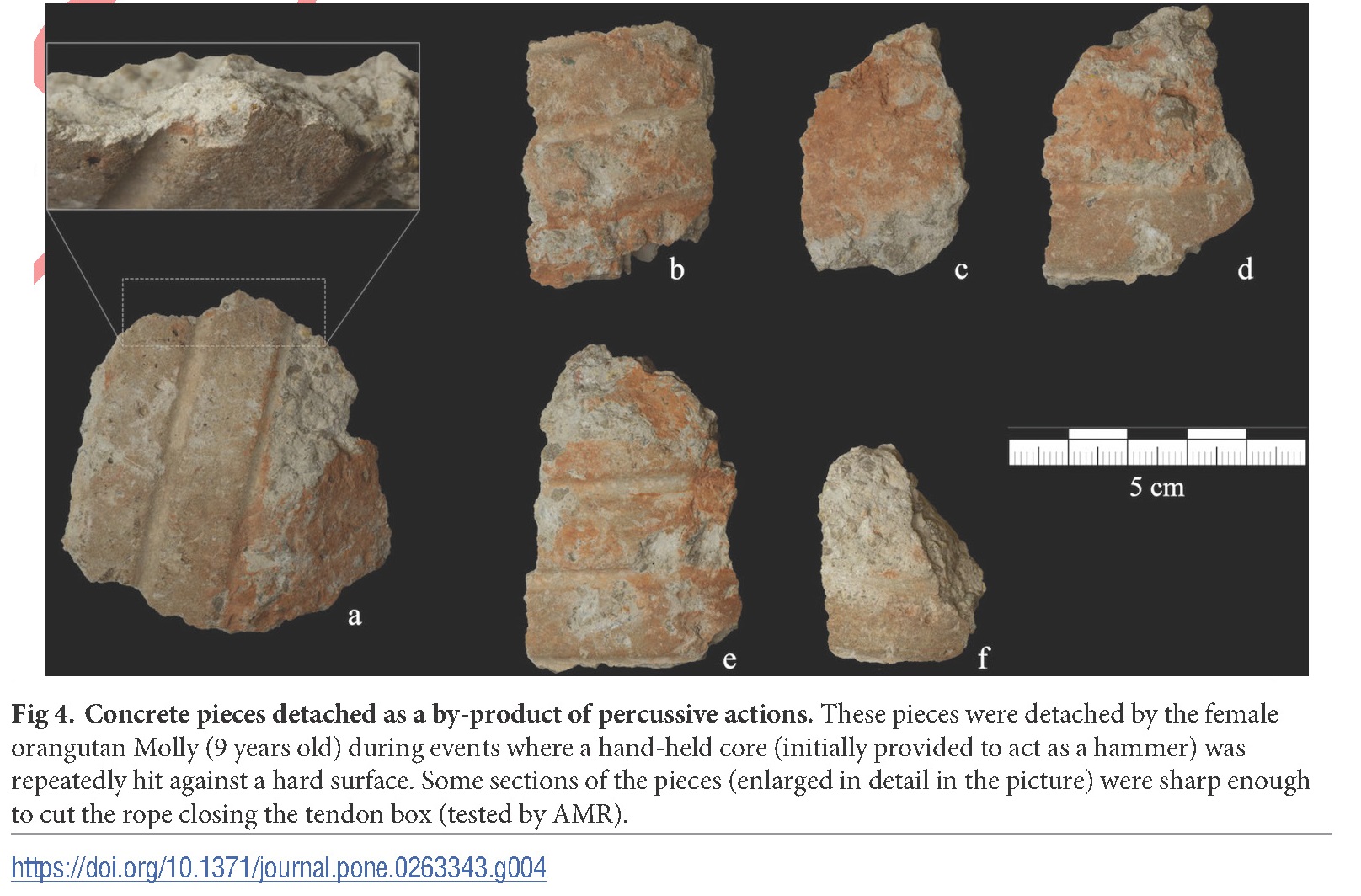 猩猩在进化吗,黑猩猩进化到石器时代